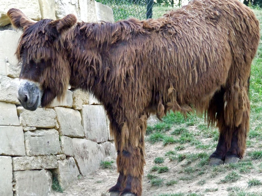 Singularidades extraordinrias de animais extraordinrios: Poitou, o burro com dreadlocks 03