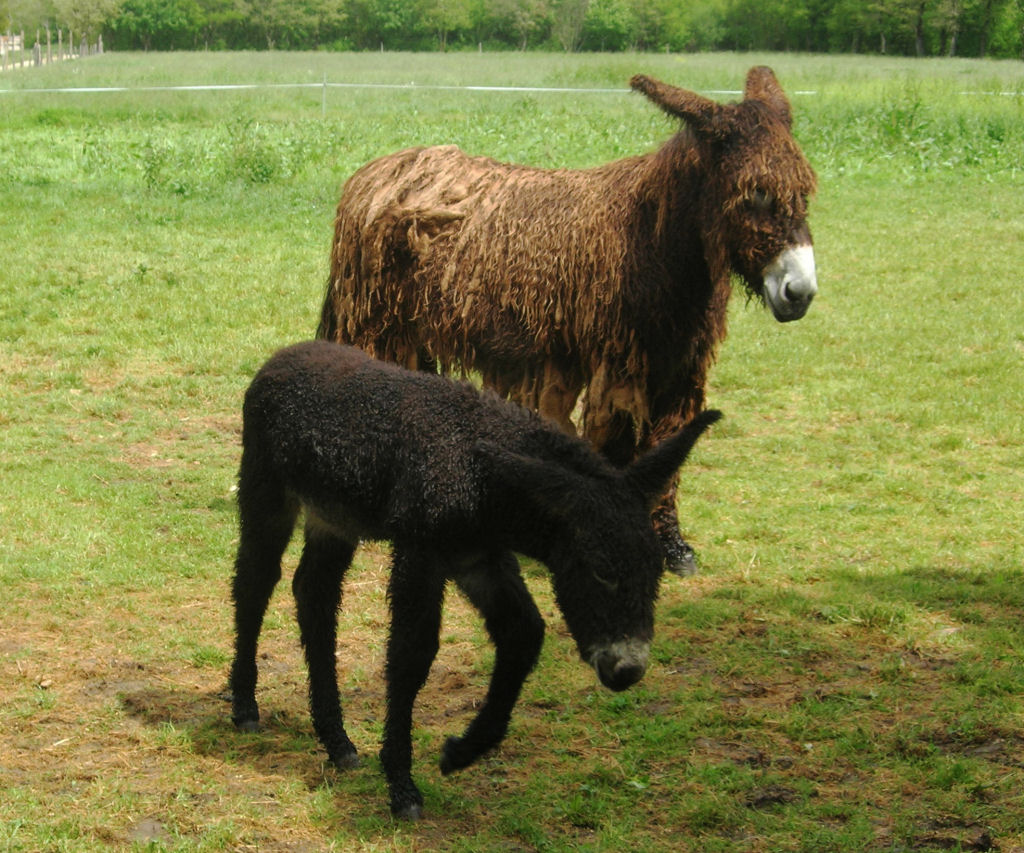 Singularidades extraordinrias de animais extraordinrios: Poitou, o burro com dreadlocks 04