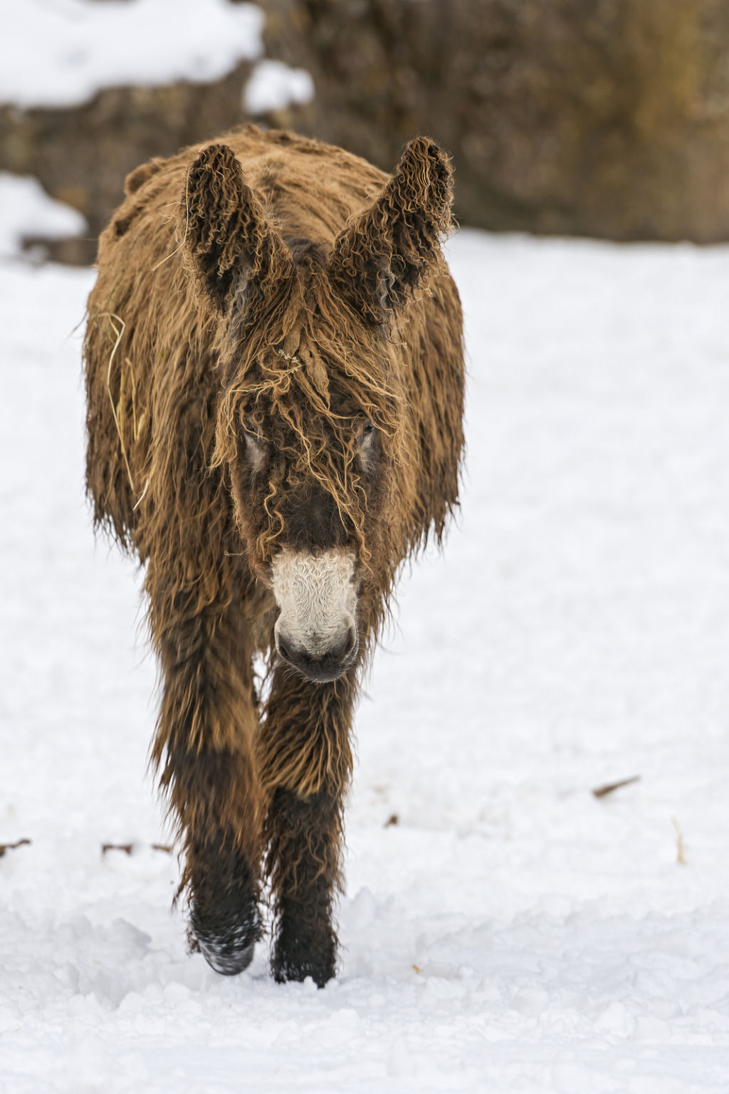 Singularidades extraordinrias de animais extraordinrios: Poitou, o burro com dreadlocks 06