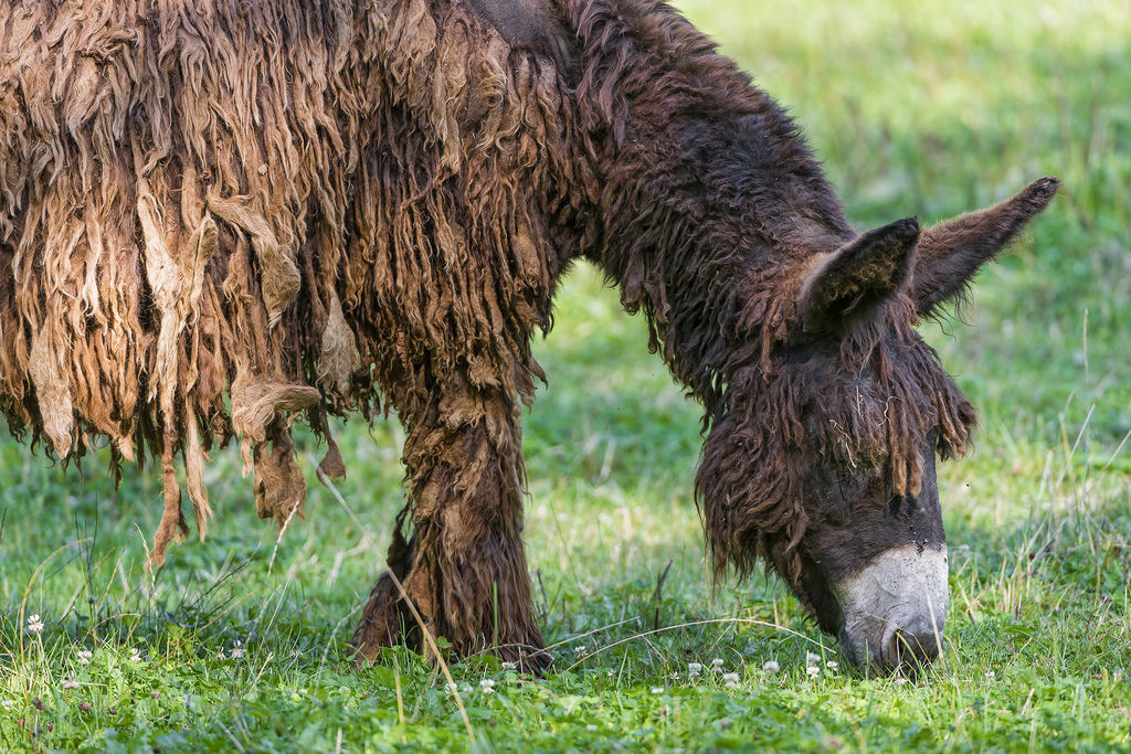Singularidades extraordinrias de animais extraordinrios: Poitou, o burro com dreadlocks 08