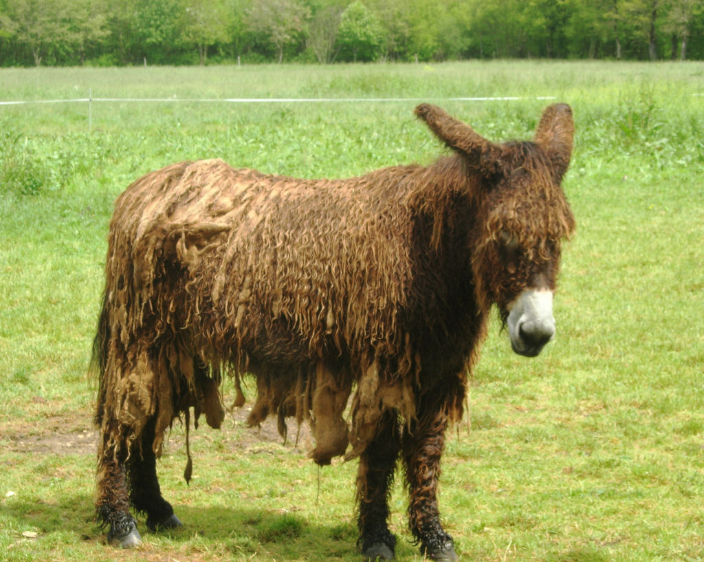 Singularidades extraordinrias de animais extraordinrios: Poitou, o burro com dreadlocks 10