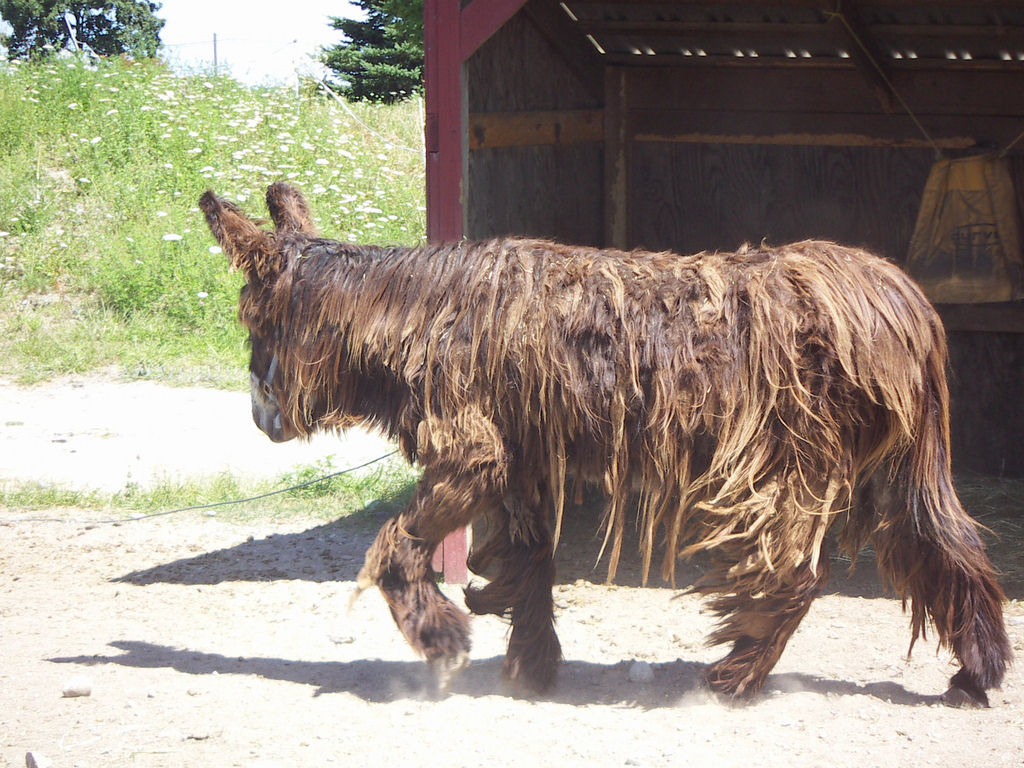 Singularidades extraordinrias de animais extraordinrios: Poitou, o burro com dreadlocks 11