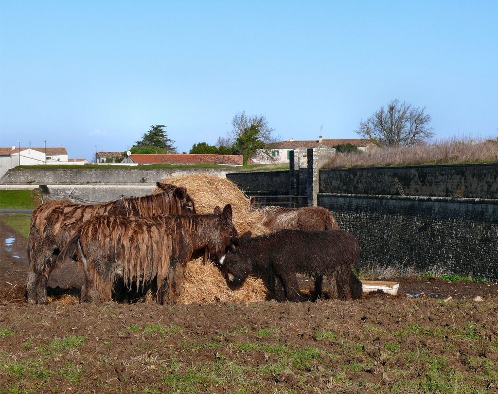Singularidades extraordinrias de animais extraordinrios: Poitou, o burro com dreadlocks 12
