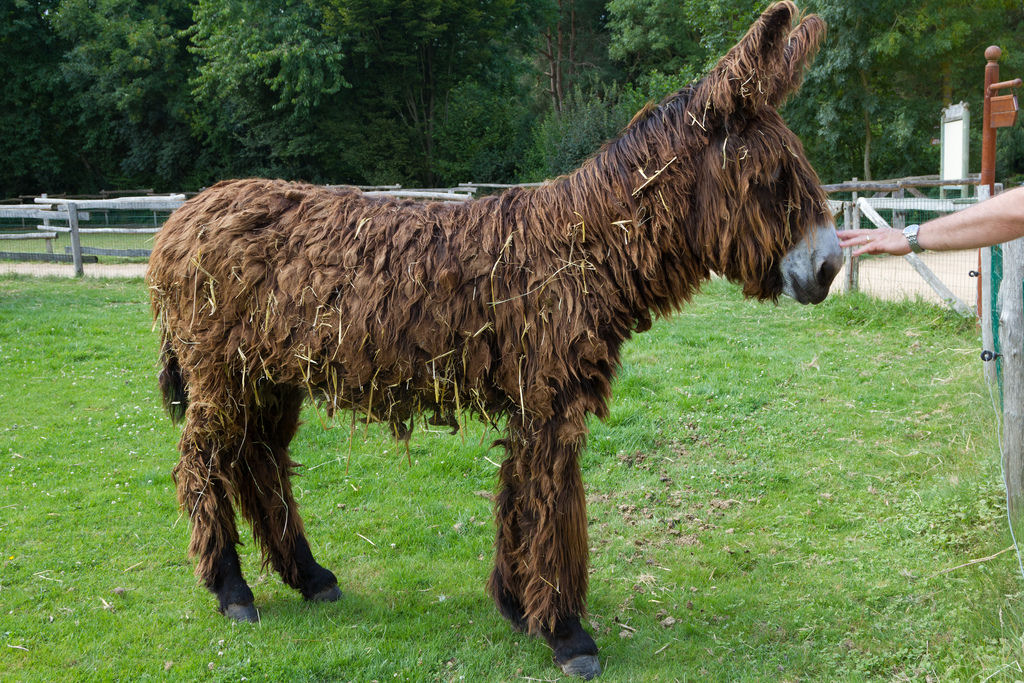 Singularidades extraordinrias de animais extraordinrios: Poitou, o burro com dreadlocks 13