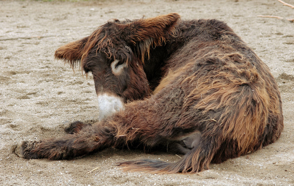 Singularidades extraordinrias de animais extraordinrios: Poitou, o burro com dreadlocks 14