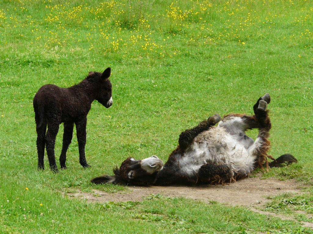 Singularidades extraordinrias de animais extraordinrios: Poitou, o burro com dreadlocks 15