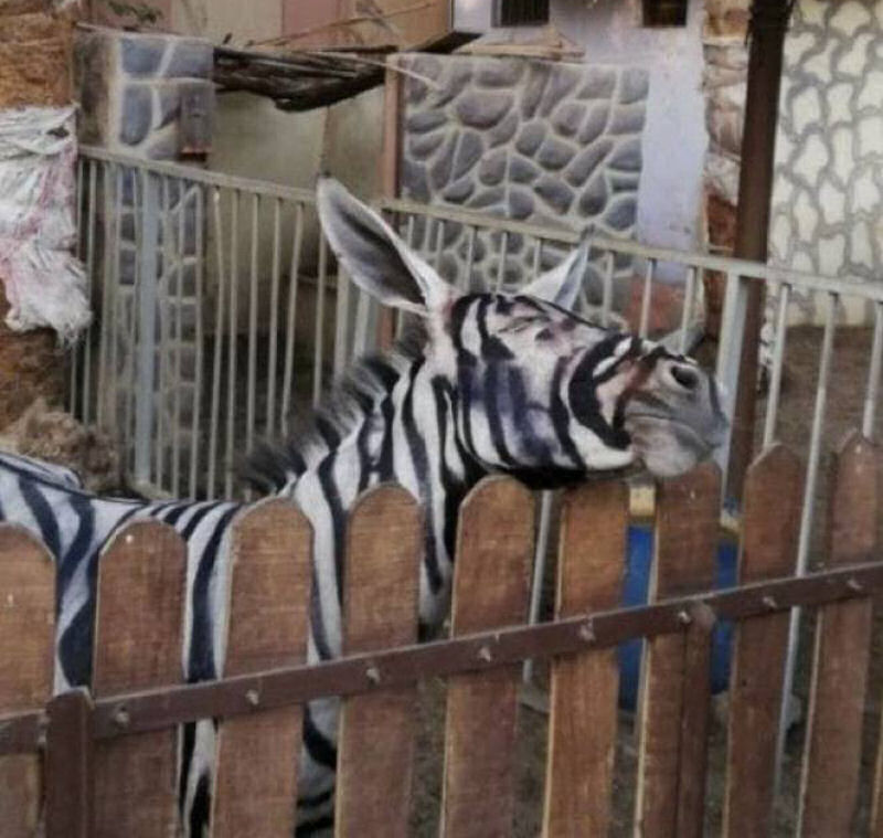 Jardim zoolgico egpcio pinta listras pretas em burro branco, tenta pass-lo como zebra