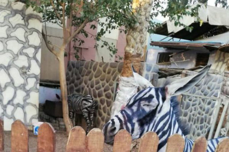 Jardim zoolgico egpcio pinta listras pretas em burro branco, tenta pass-lo como zebra