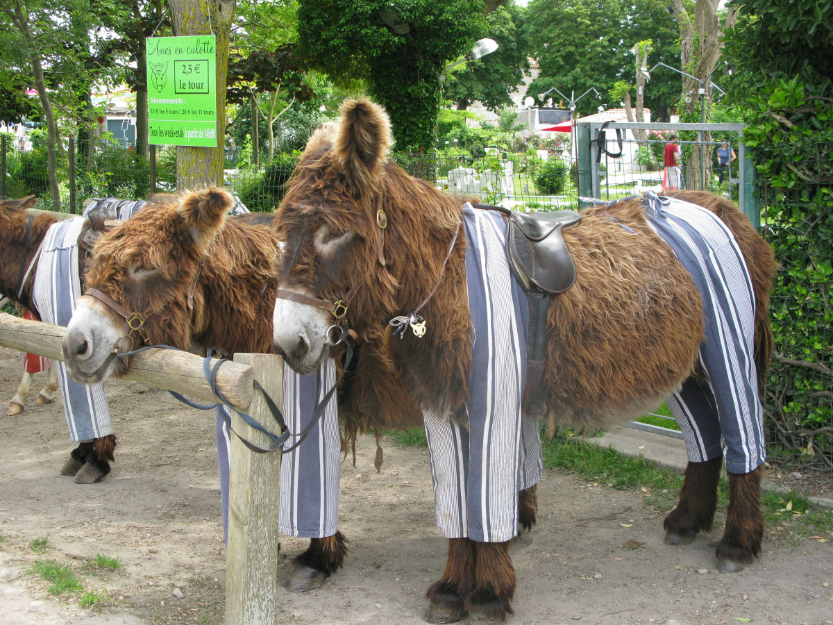 A ilha francesa onde os burros usam pijamas chiques
