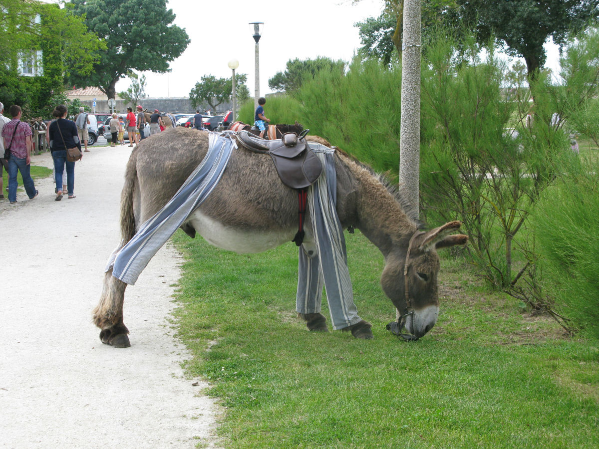 A ilha francesa onde os burros usam pijamas chiques