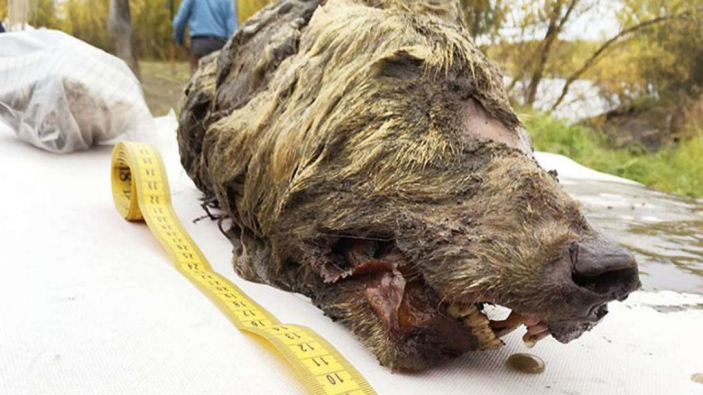 Encontram na Sibria uma cabea de lobo gigante da Idade do Gelo incrivelmente preservada
