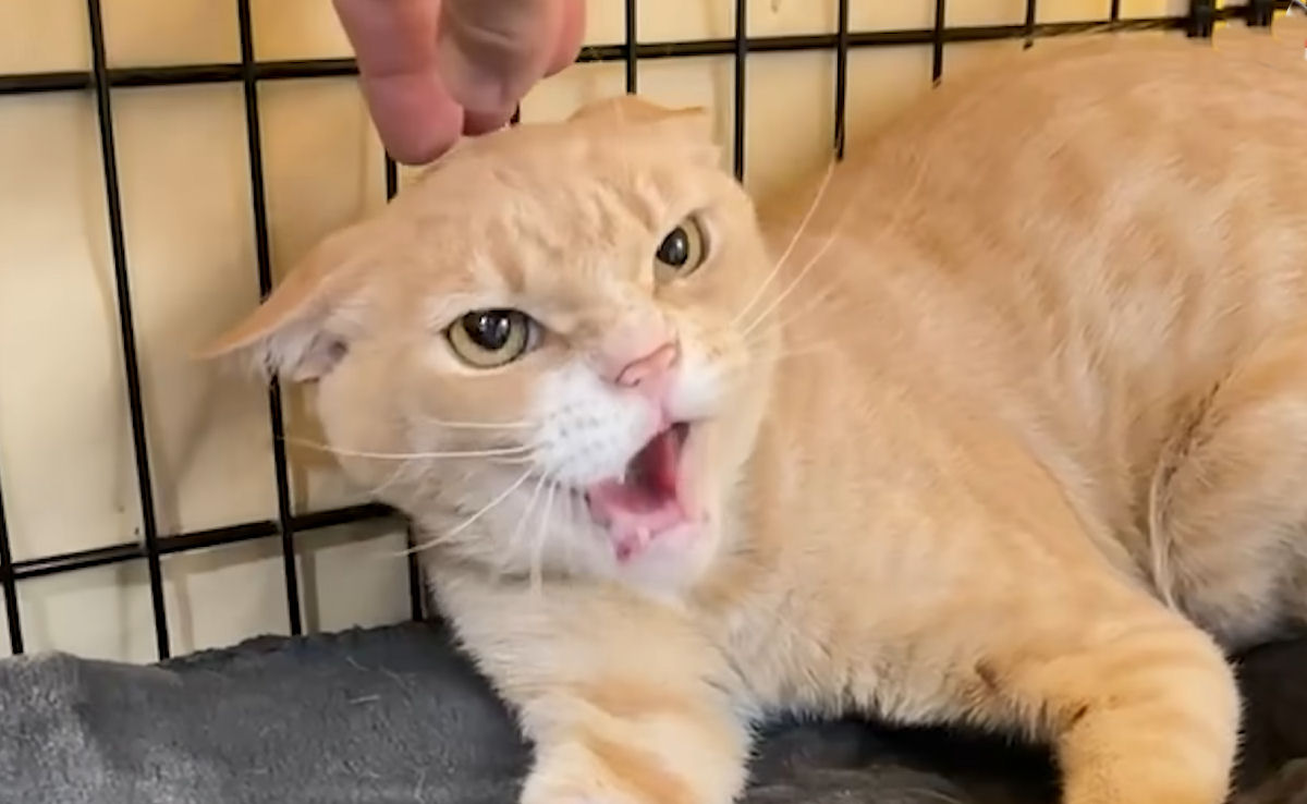 Gato sobrevive milagrosamente 5 dias sem água e comida com pote na cabeça