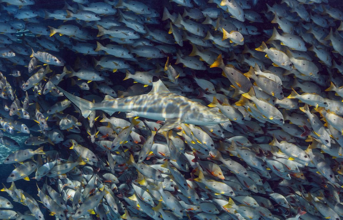 Durante os confinamentos da covid-19, os peixes floresceram em parque do Mxico