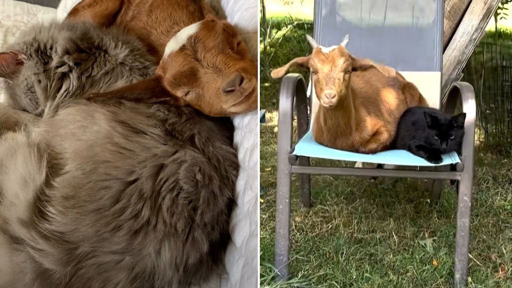 Cabra rejeitada no parto é resgatada e cresce pensando que é um gato