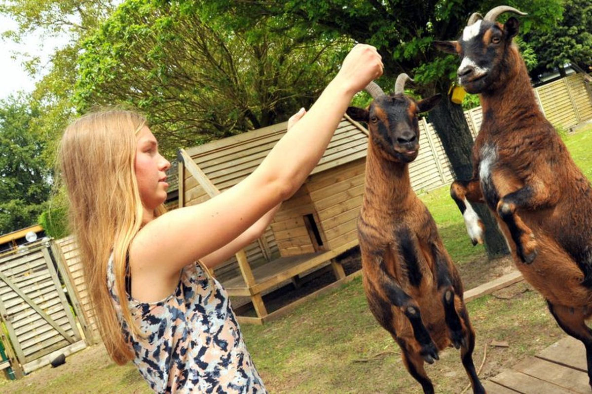 Jovem paciente ensina suas cabras a realizar truques usando o treinamento com clicker