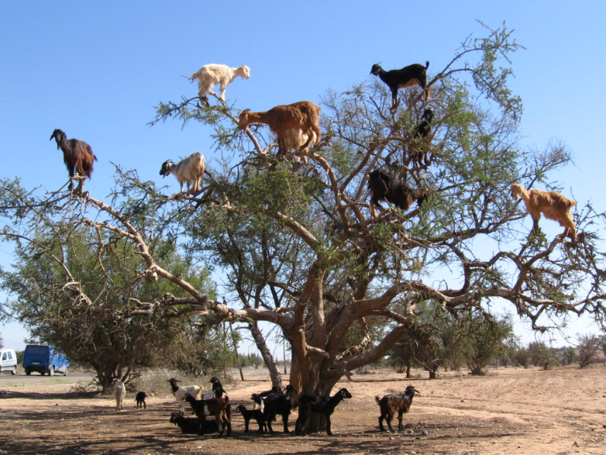 As incrveis cabras trepadeiras que vivem nos bosques de argan marroquinos