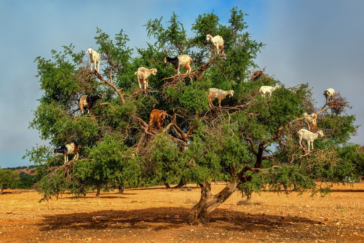 As cabras arvoristas do Marrocos 01
