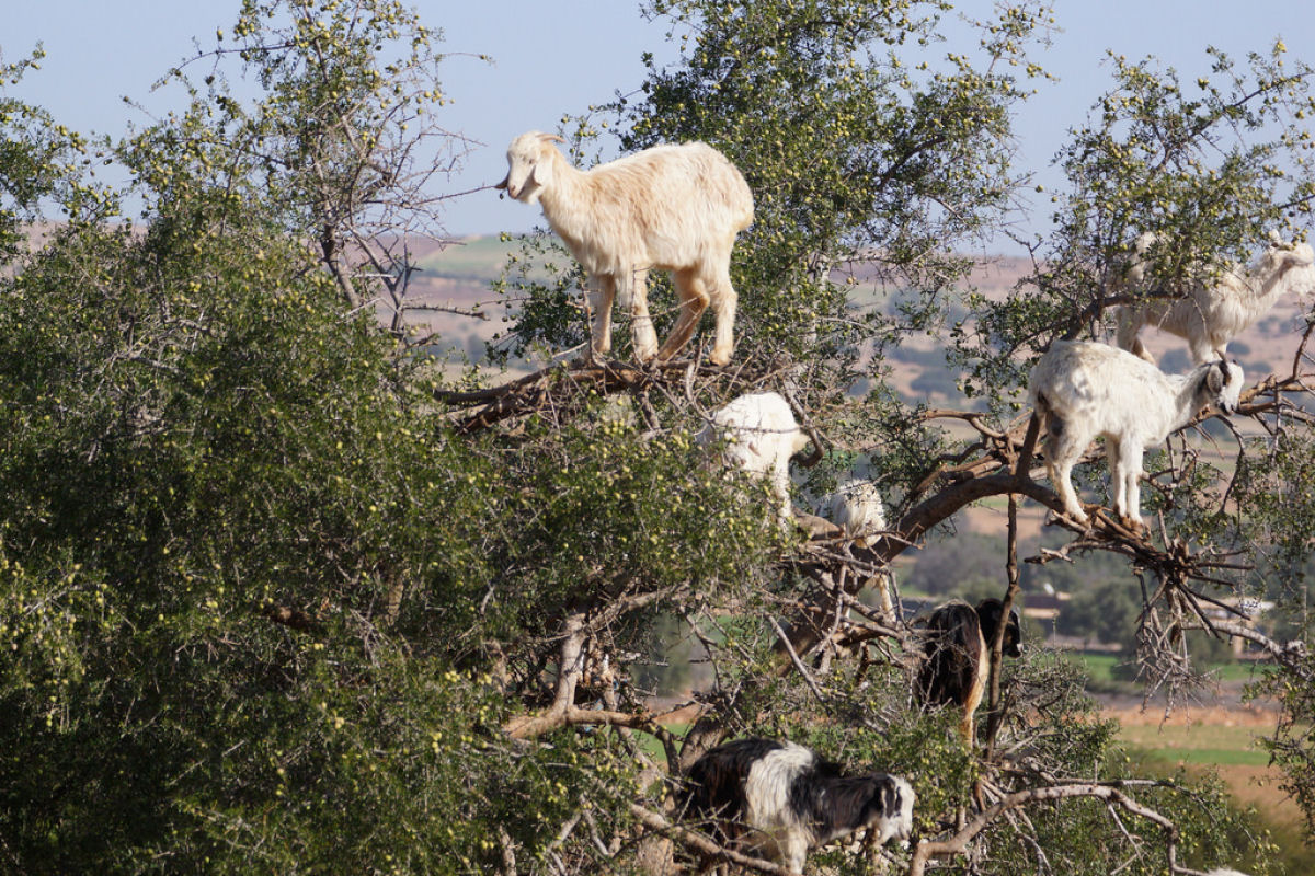 As cabras arvoristas do Marrocos 03