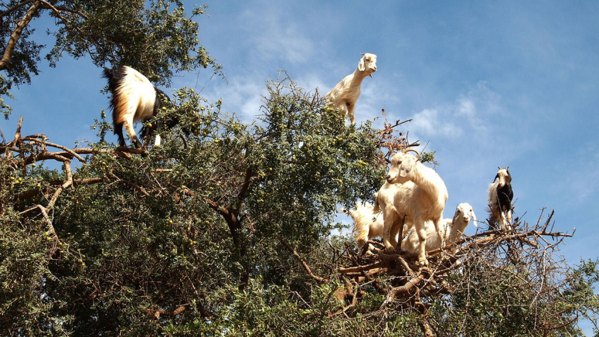 As cabras arvoristas do Marrocos 04