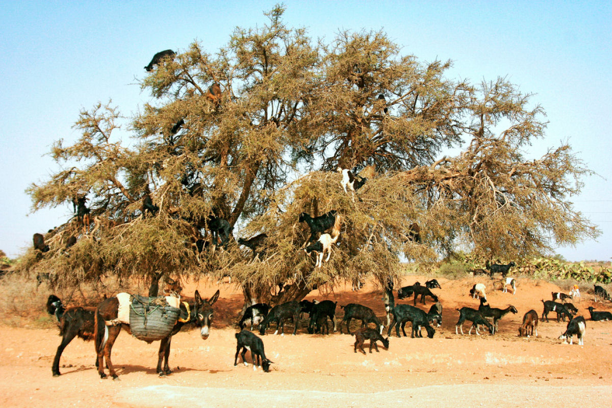 As cabras arvoristas do Marrocos 05
