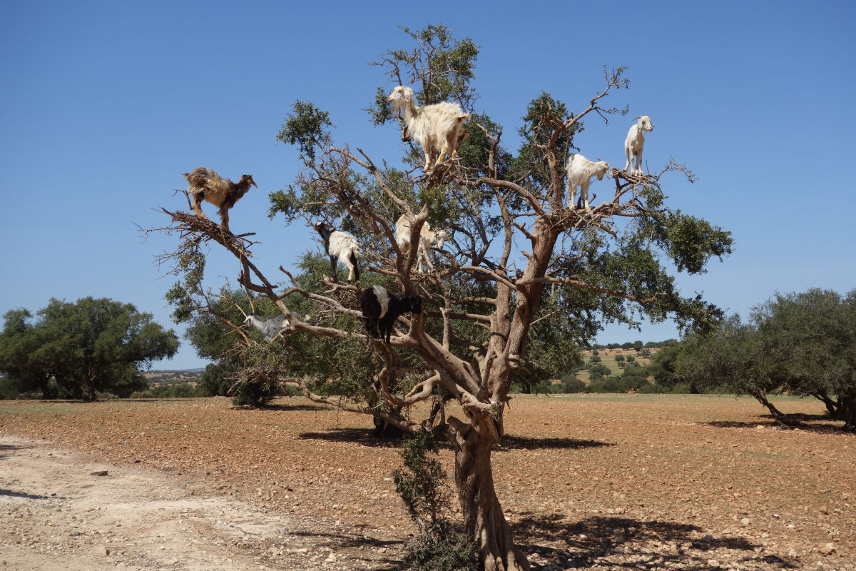 As cabras arvoristas do Marrocos 08