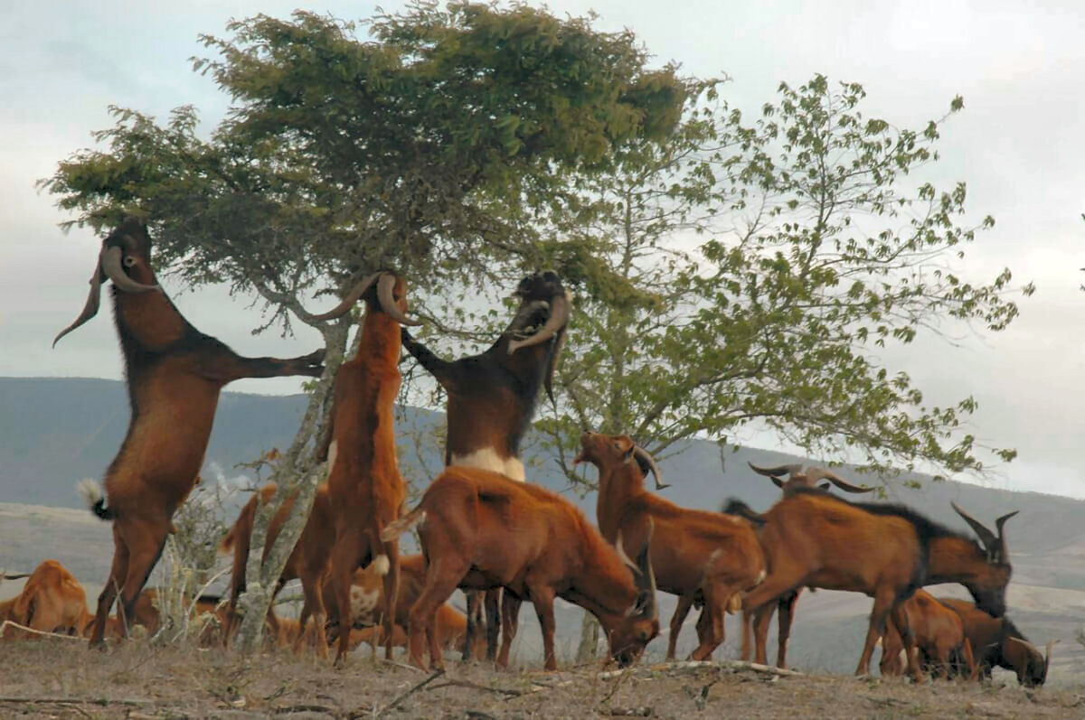 Projeto Isabela: a histria das cabras X9 que ajudaram a erradicar as cabras das Galpagos