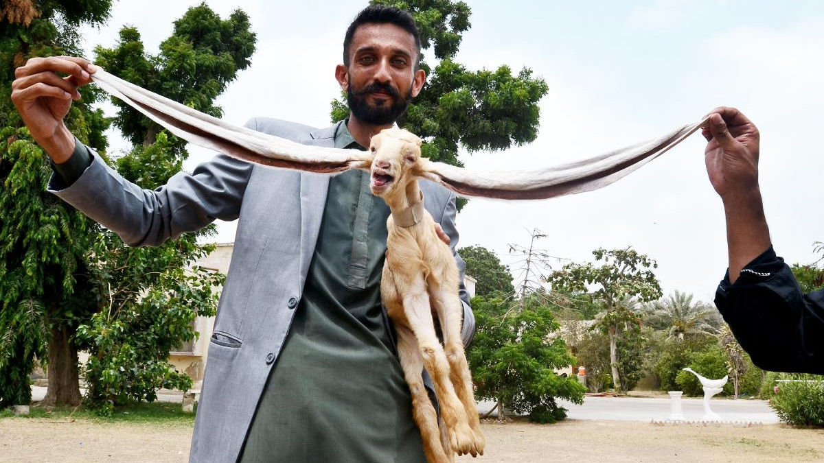 Cabrinha nasce com orelhas de 46 centímetros no Paquistão