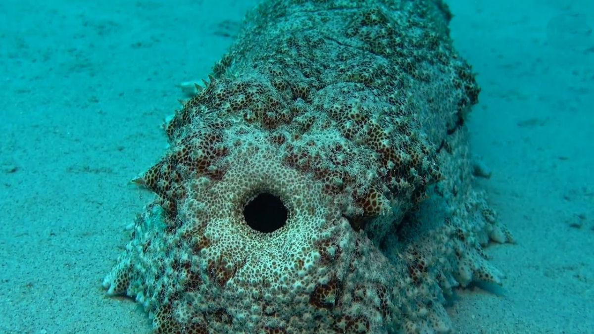 Este pepino-do-mar fazendo coc  uma das coisas mais estranhas que voc j viu