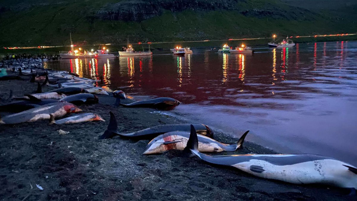 Habitantes das ilhas Faroé matam mais de 1.400 golfinhos na sangrenta caçada anual