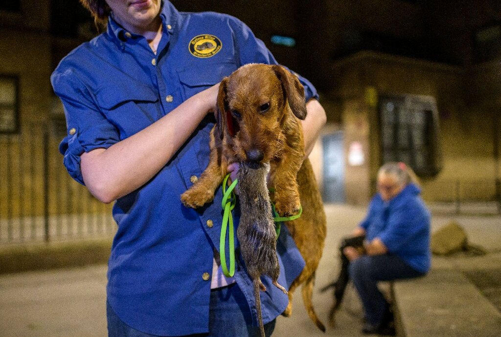 Os nova-iorquinos voluntários que caçam ratos à noite com seus cães
