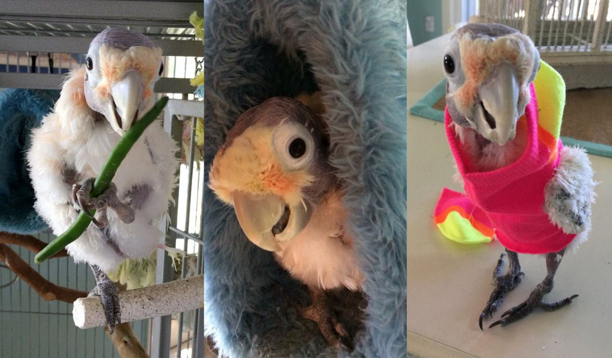 Homem não queria cacatua