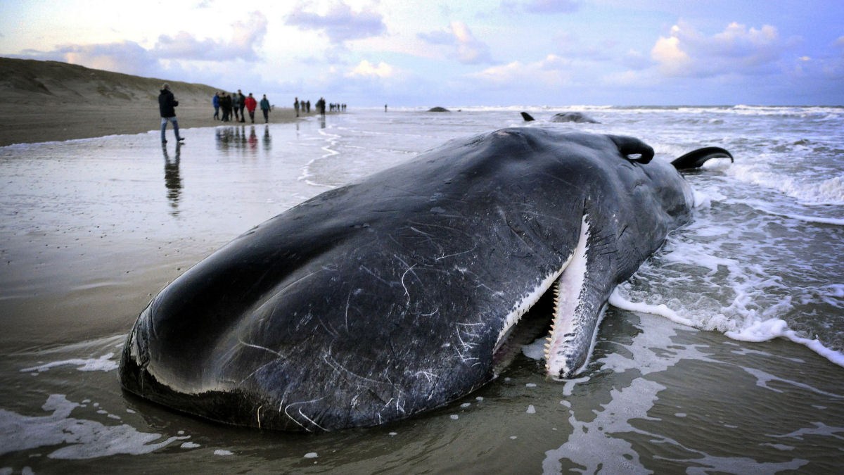 Pode um barco de resgate salvar um cachalote moribundo encalhado?