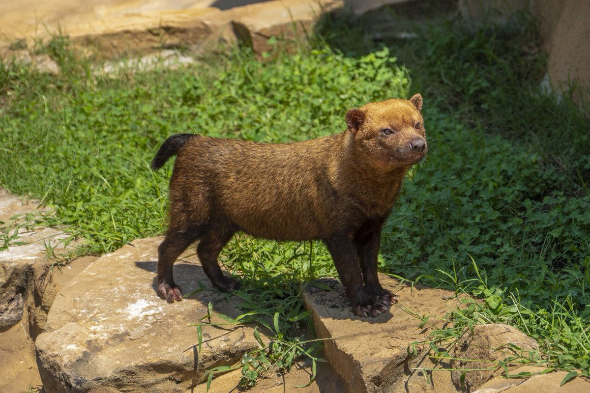 Cão-vinagre: a espécie rara de canídeos quase ameaçada de extinção