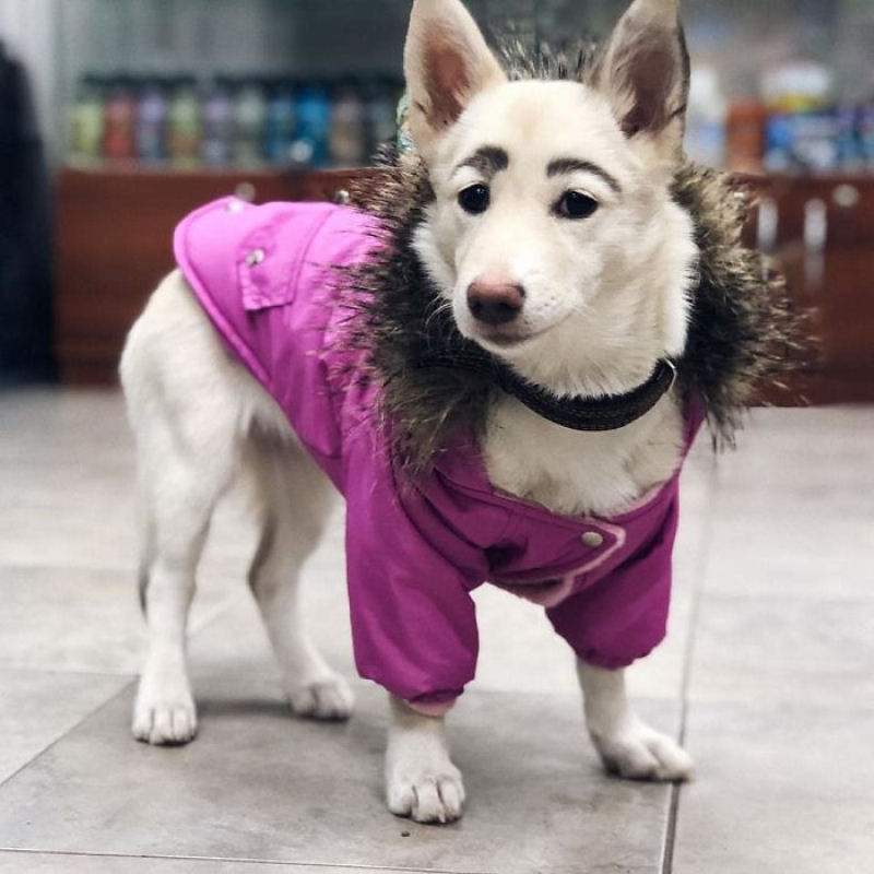 Cadela de abrigo é rejeitada por causa de suas sobrancelhas perfeitamente arqueadas