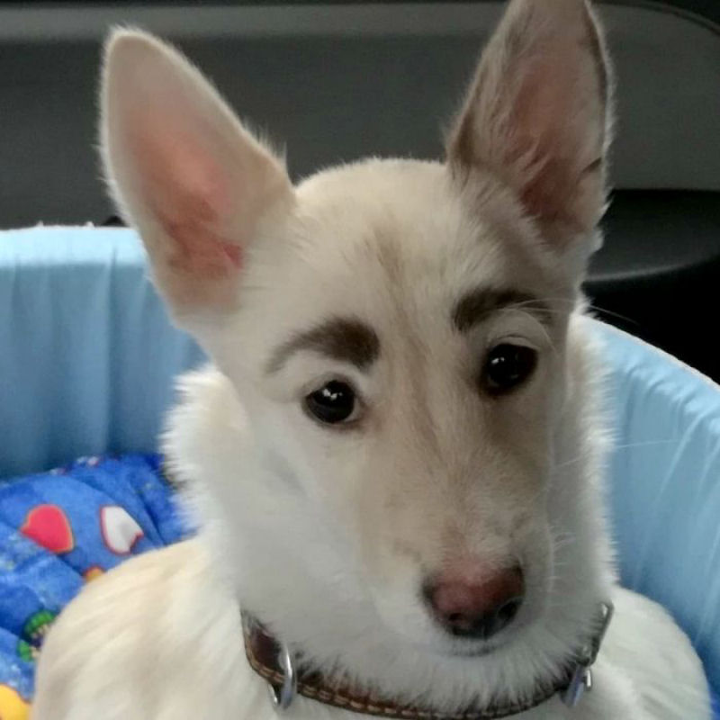Cadela de abrigo é rejeitado por causa de suas sobrancelhas perfeitamente arqueadas