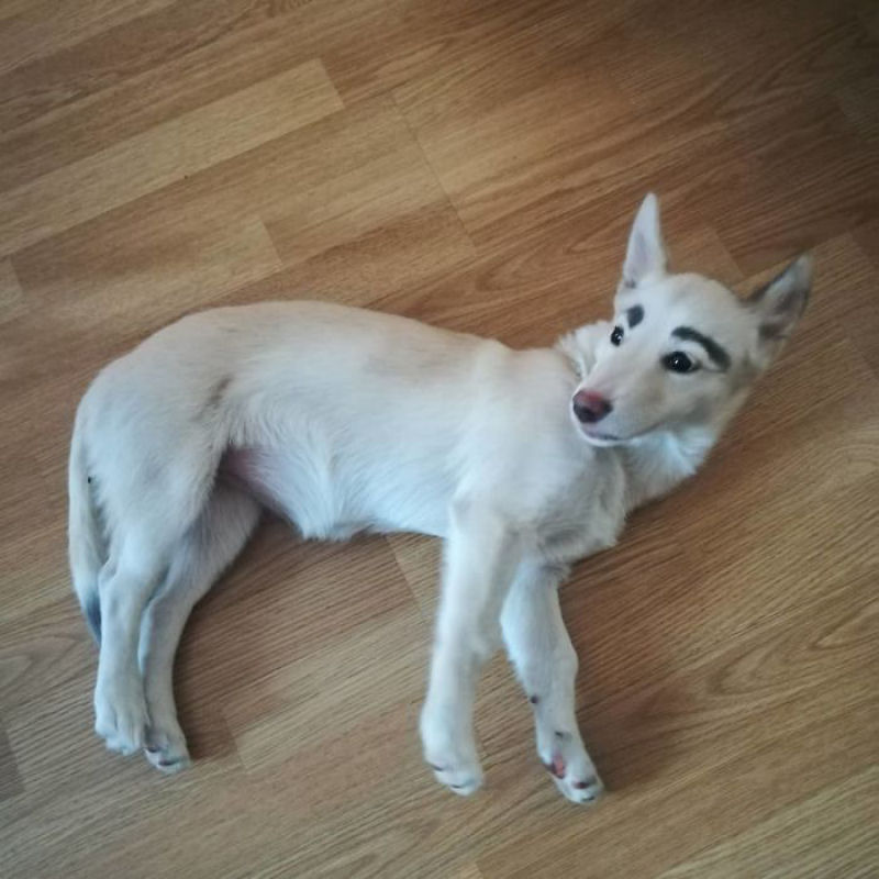 Cadela de abrigo é rejeitado por causa de suas sobrancelhas perfeitamente arqueadas
