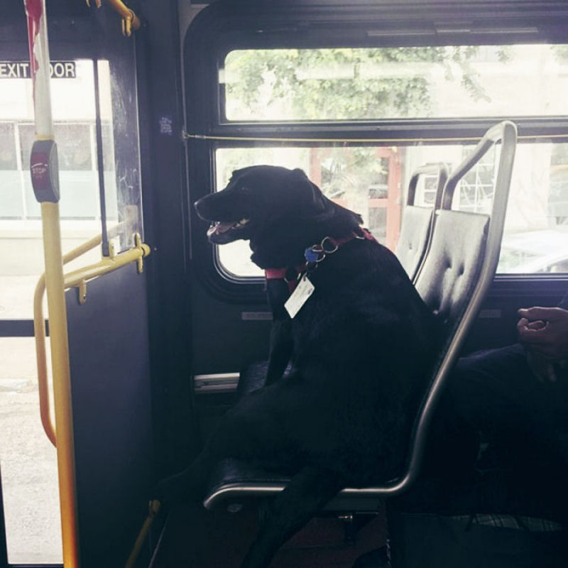 Conhea eclipse, a famosa cadela de Seattle que vai ao parque de nibus sozinha 01