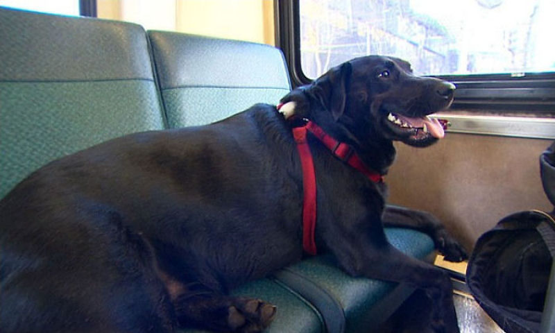 Conhea eclipse, a famosa cadela de Seattle que vai ao parque de nibus sozinha 08