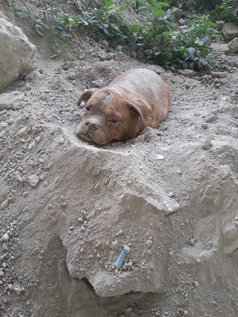 Algum enterrou esta cadela viva pensando que ningum a encontraria 01