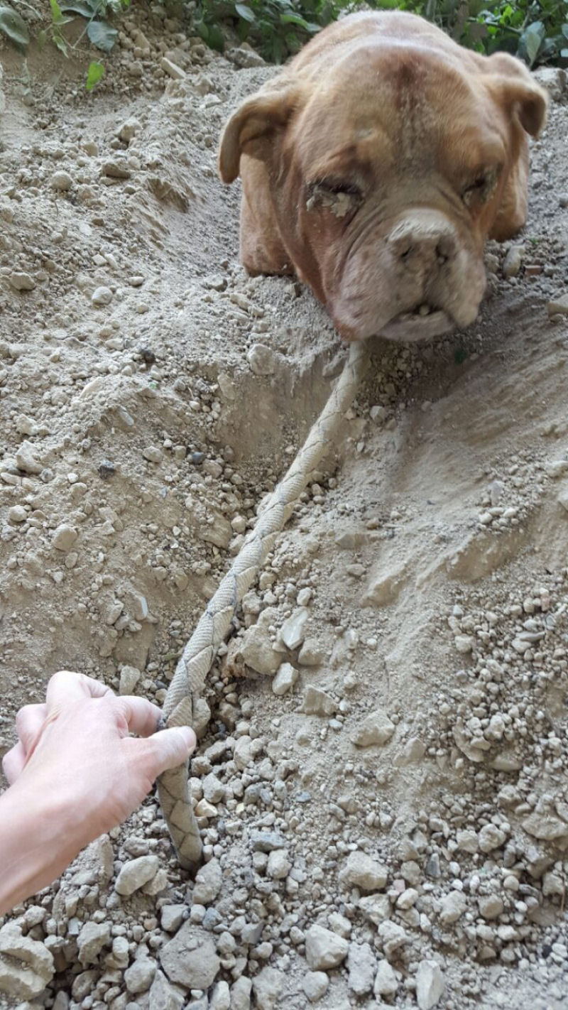 Algum enterrou esta cadela viva pensando que ningum a encontraria 02
