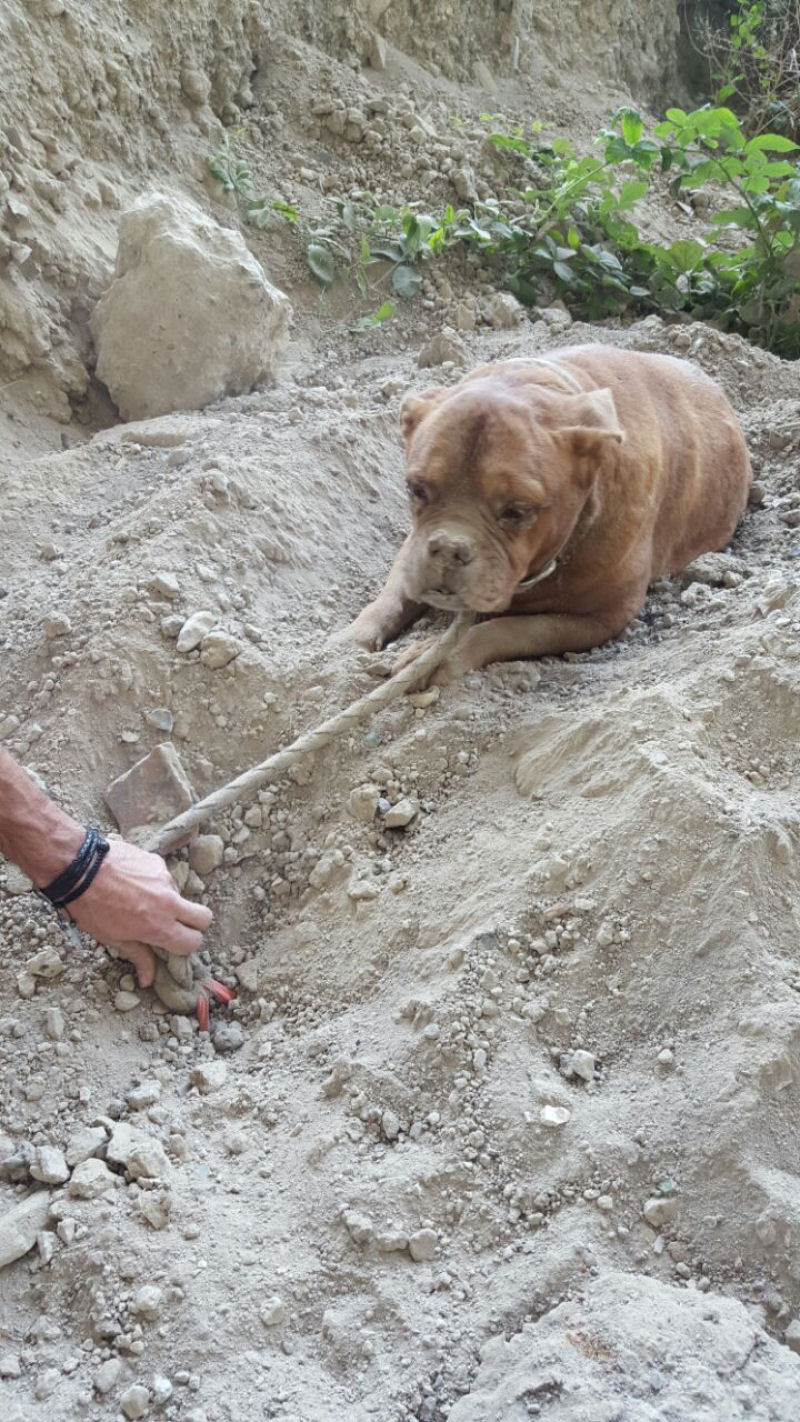 Algum enterrou esta cadela viva pensando que ningum a encontraria 03