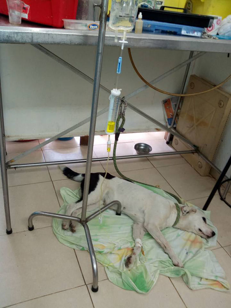 Cadela morre de tristeza depois de ser abandonada pelo dono na Colômbia