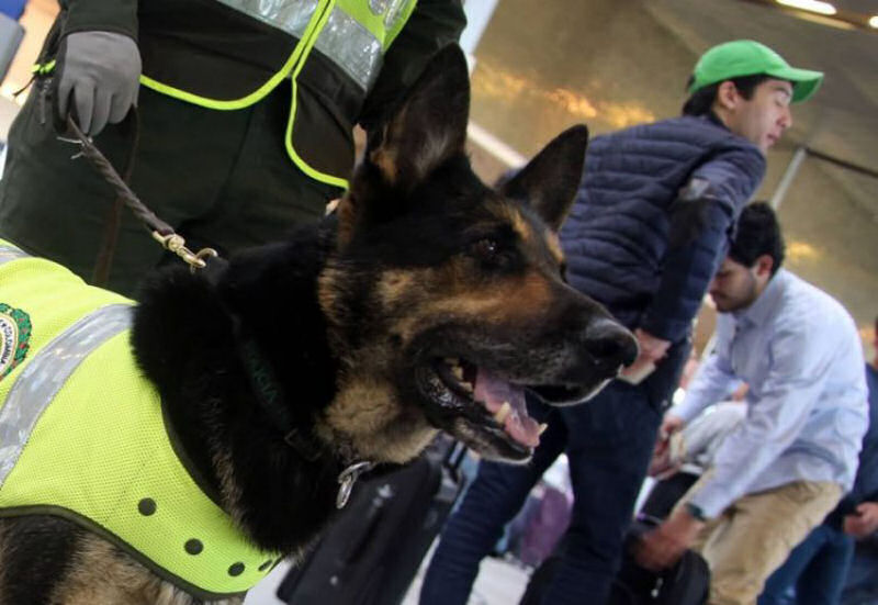 Traficantes colombianos esto pagando at 260 mil reais pela cabea desta cadela da polcia
