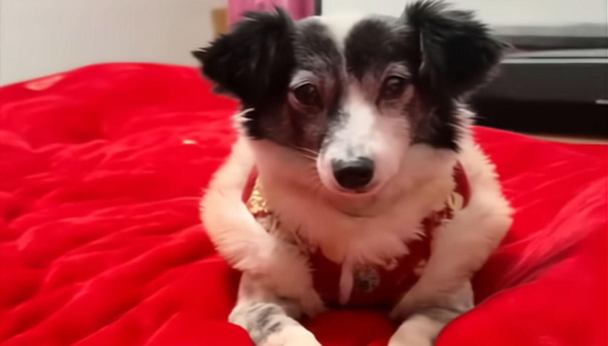 Durante 3 anos, cadelinha arrastou um enorme tumor, at� ser resgatada