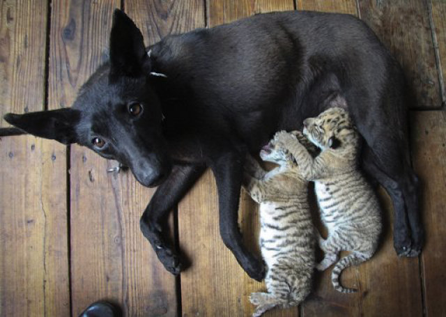 Os animais so demais: cadelinha adota dois filhotes de ligres