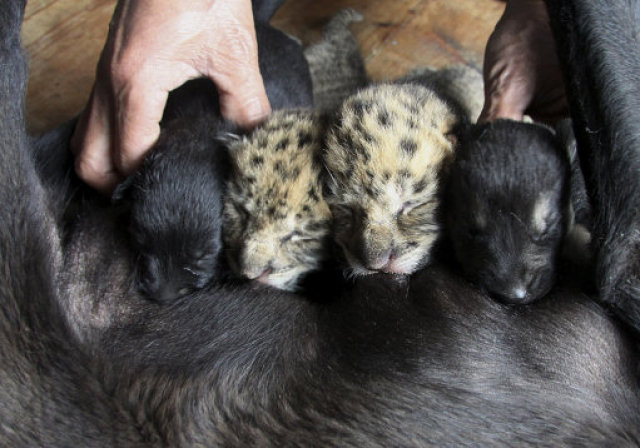 Os animais so demais: cadelinha adota dois filhotes de ligres