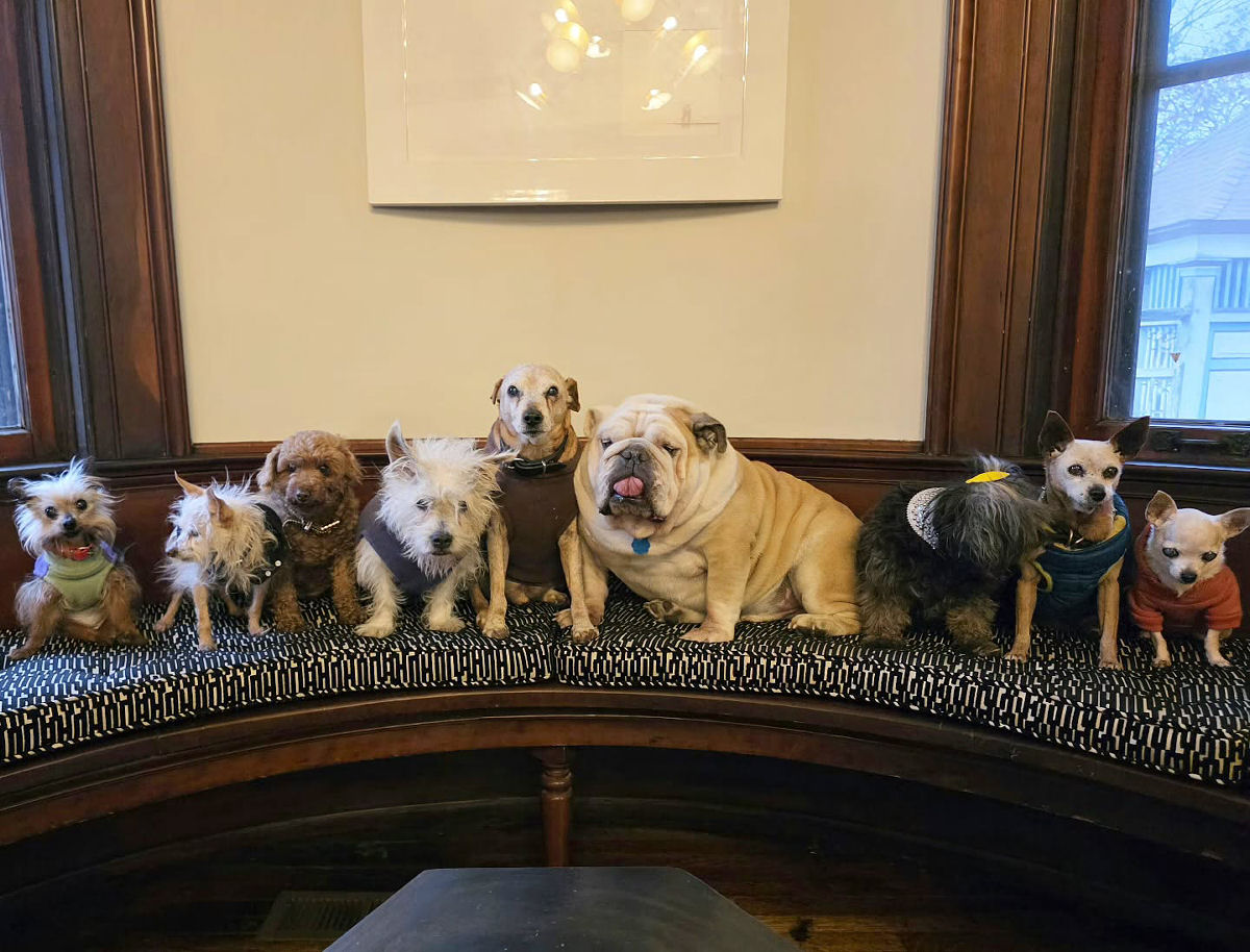 Americano compassivo adota nove cães idosos para lhes proporcionar uma vida boa pelo resto de seus dias