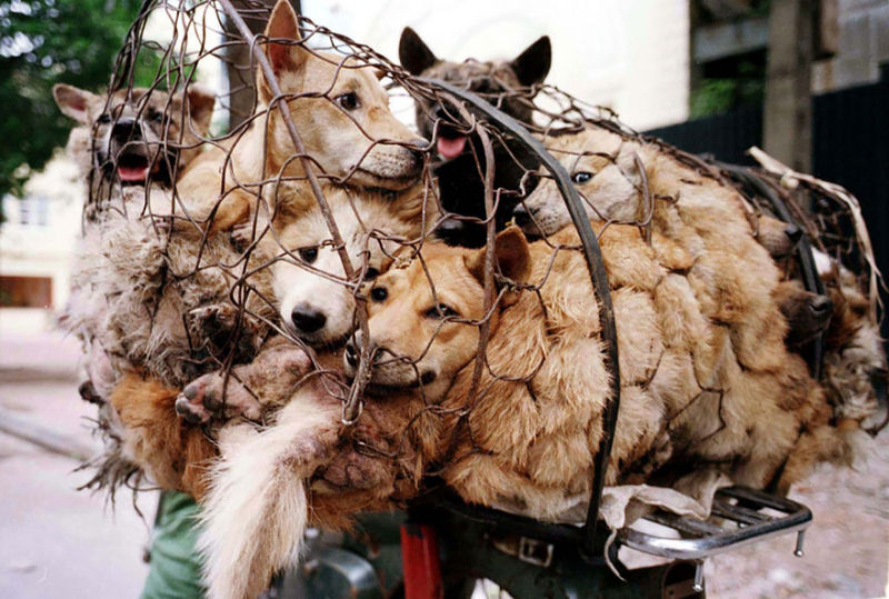 Chinesa viajou 2.400 kms e pagou quase 4 mil reais para salvar 100 cães que iam ser comidos 02