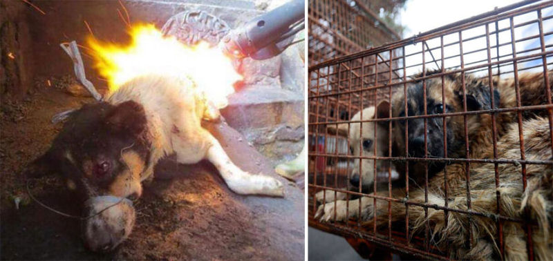 Chinesa viajou 2.400 kms e pagou quase 4 mil reais para salvar 100 cães que iam ser comidos 03
