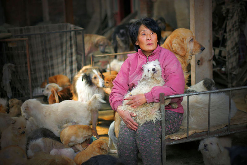 Chinesa viajou 2.400 kms e pagou quase 4 mil reais para salvar 100 cães que iam ser comidos 04